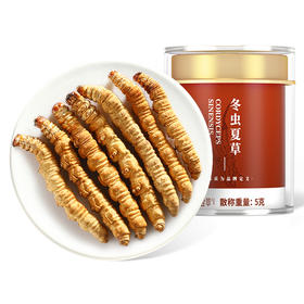【杞里香冬虫夏草断草5g】东虫草茶干货无礼盒装高性价比（断草）
