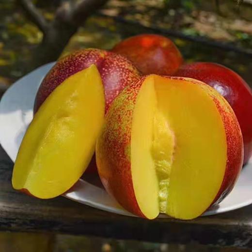 山东蒙阴油桃5斤 商品图4