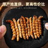 【杞里香冬虫夏草断草5g】东虫草茶干货无礼盒装高性价比（断草） 商品缩略图5
