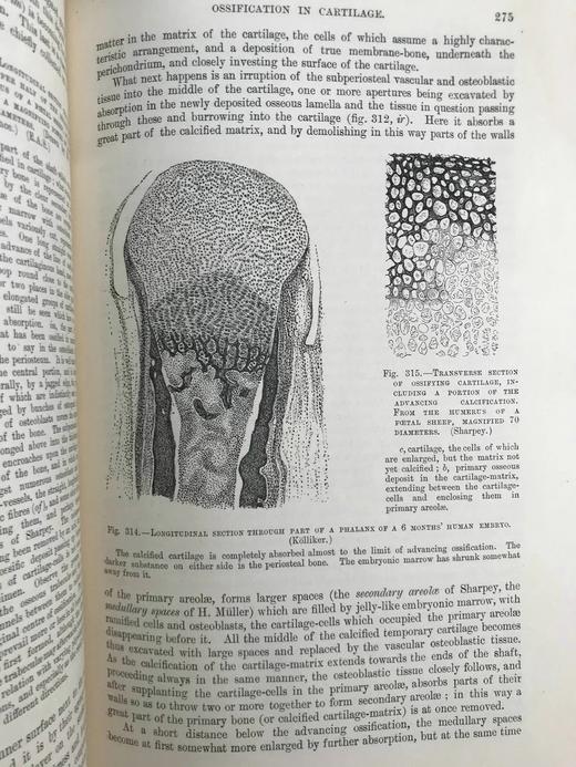 1898年 奎恩解剖学要点（卷1，分2册） 近700幅插图 漆布精装16开 商品图12