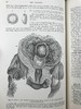 1898年 奎恩解剖学要点（卷1，分2册） 近700幅插图 漆布精装16开 商品缩略图10