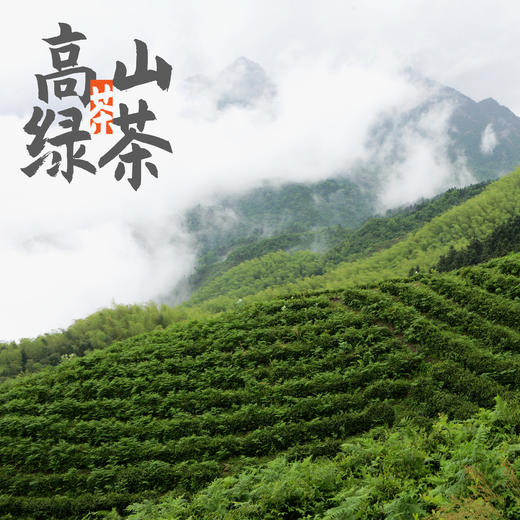 松谷有机茶 有机猴魁黄山毛峰绿茶200g礼盒 商品图5
