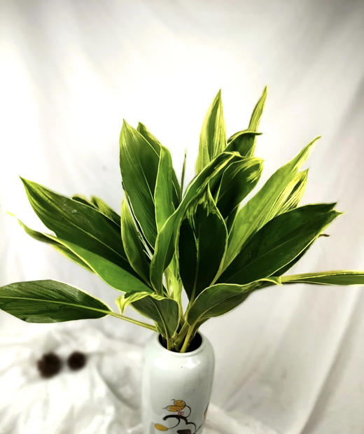 青铁【朱蕉叶】 约9-10枝/扎  约60公分 商品图1