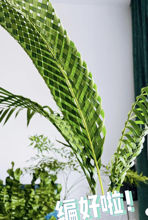 散尾  10支/扎 商品图2