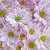 【AB级粉色三文鱼小雏菊】5支/份（满39元包邮） 商品缩略图7