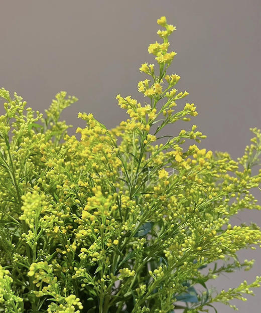 黄莺 约4-5支/小扎 商品图6