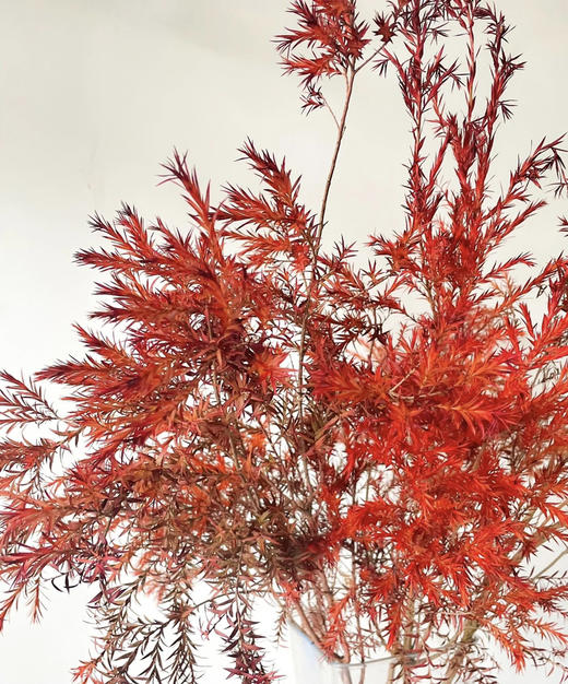 【千层金】  红色  若干枝/扎 商品图2