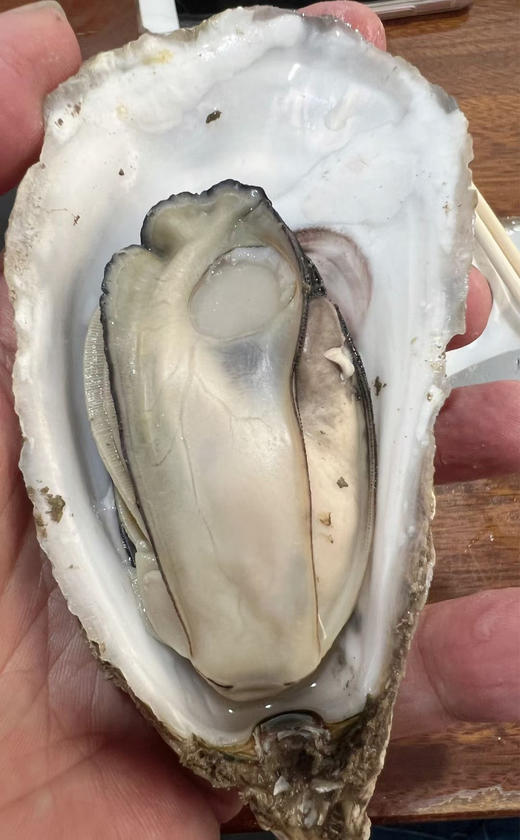 霞关深水区生蚝5斤团购价39.9下单隔天到货！（泡沫箱，冰块，生蚝刀） 商品图3