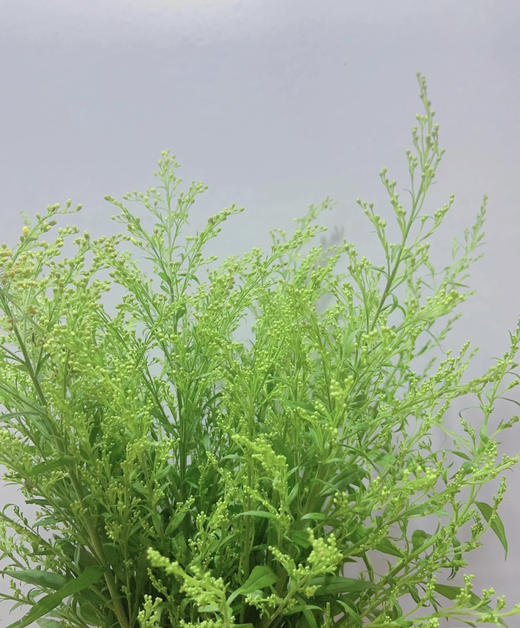 黄莺 约4-5支/小扎 商品图2