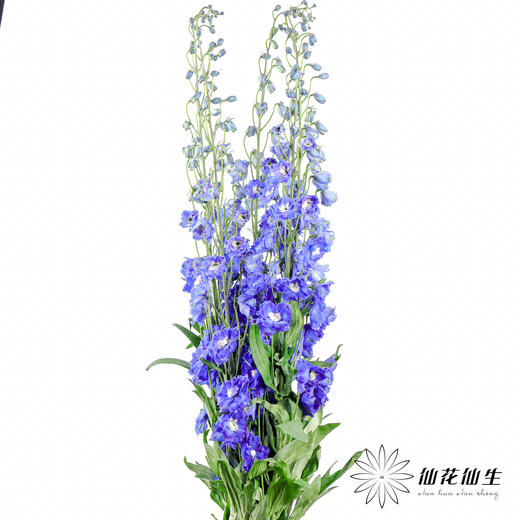 肯尼亚大飞燕 | 海军蓝 DELPHINIUM NAVY BLUE 商品图7