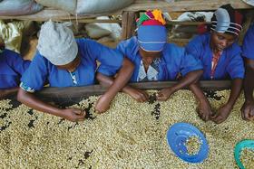 非洲咖啡产区——卢旺达