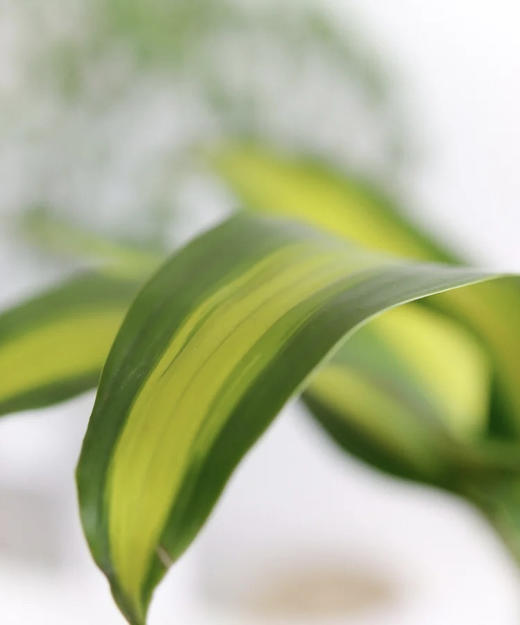 巴西叶  10片/扎 商品图5