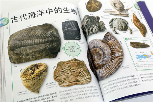 (仓发) DK儿童图解百科全书岩石与宝石（2021年全新印刷） 课外阅读 寒假阅读 课外书 新年礼物/中国大百科全书出版社/英国DK公司/9787520203562 商品图4