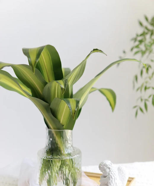 巴西叶  10片/扎 商品图1