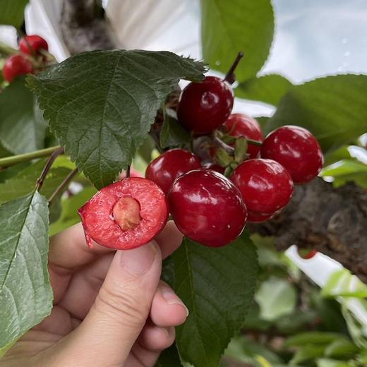 大连【美早大樱桃】个大饱满 香甜多汁 果形圆润 现摘现发 老人孩子都爱吃！【顺丰包邮】 商品图1