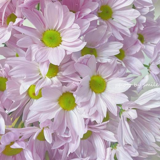 【少女幻想】索芙特粉小菊5支+蓝星花5支/份 商品图3