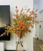 【千层金】 橙色  若干枝/扎 商品缩略图4