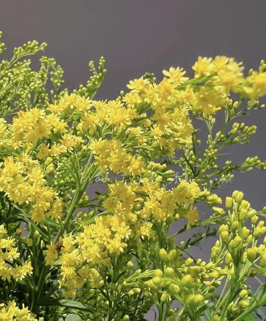 黄莺 约4-5支/小扎 商品图5