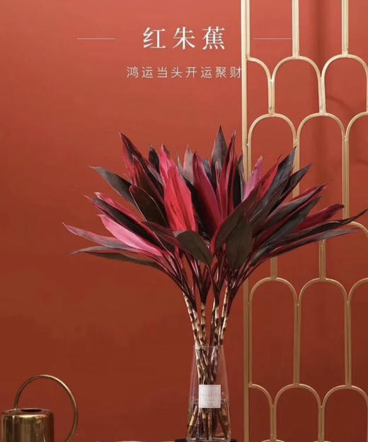 红铁【朱蕉叶】约9-10支/扎  约60公分 商品图0