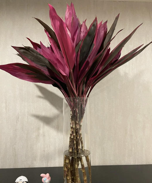 红铁【朱蕉叶】约9-10支/扎  约60公分 商品图4