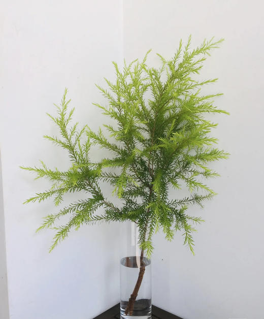 【千层金 】原色 若干枝/扎（秋冬季颜色偏秋色） 商品图3