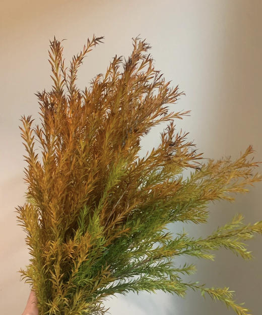 【千层金】 橙色  若干枝/扎 商品图5