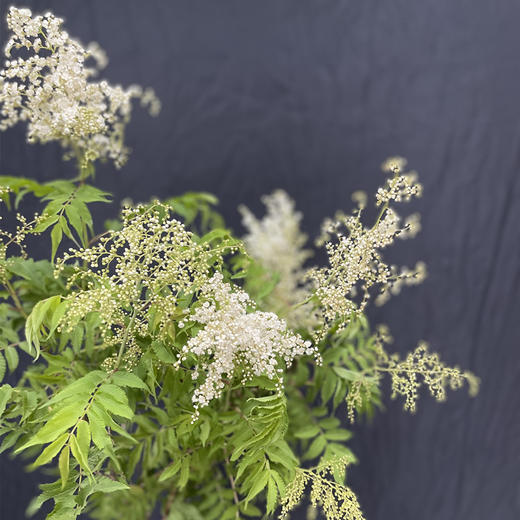 珍珠梅小众花材一扎3支 商品图2