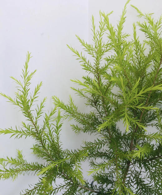 【千层金 】原色 若干枝/扎（秋冬季颜色偏秋色） 商品图8