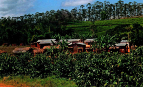 非洲咖啡产区——马拉维