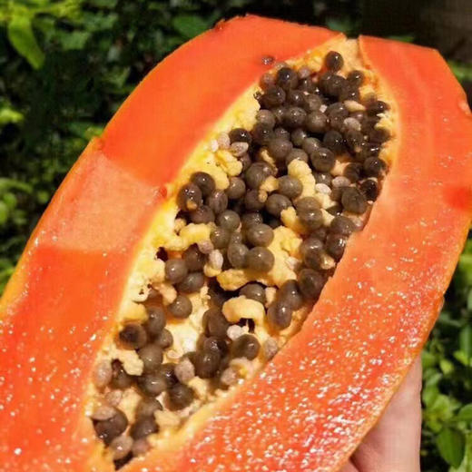 海南【冰糖红心木瓜】清甜多汁 香甜软糯 肉质鲜嫩 现摘现发！ 商品图4