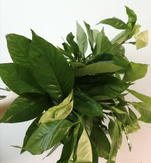 栀子叶  约9-10支/扎 商品图1