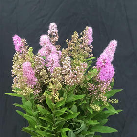 同城甄选粉色珍珠梅鲜切花一扎