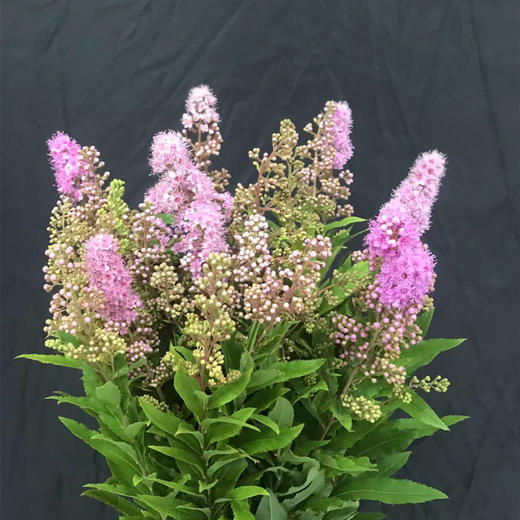 同城甄选粉色珍珠梅鲜切花一扎 商品图0