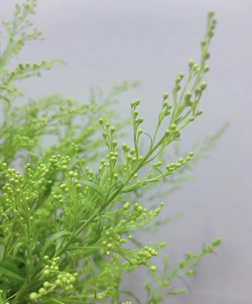 黄莺 约4-5支/小扎 商品图1