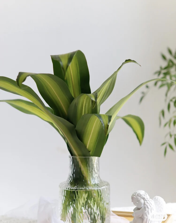 巴西叶  10片/扎