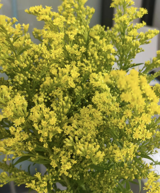 黄莺 约4-5支/小扎 商品图4