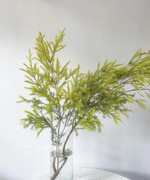 【千层金 】原色 若干枝/扎（秋冬季颜色偏秋色） 商品图6