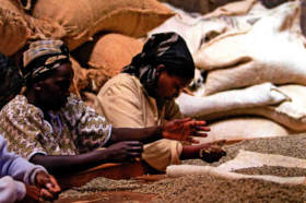 非洲咖啡产区——肯尼亚