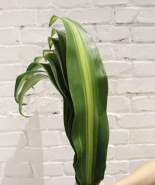 巴西叶  10片/扎 商品图2