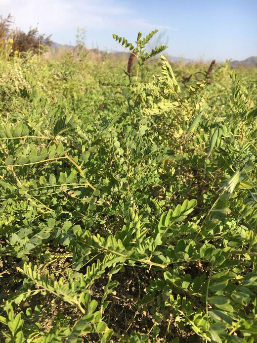 丨仿野生丨黄芪，当归，党参 收到请冷冻保存 商品图8