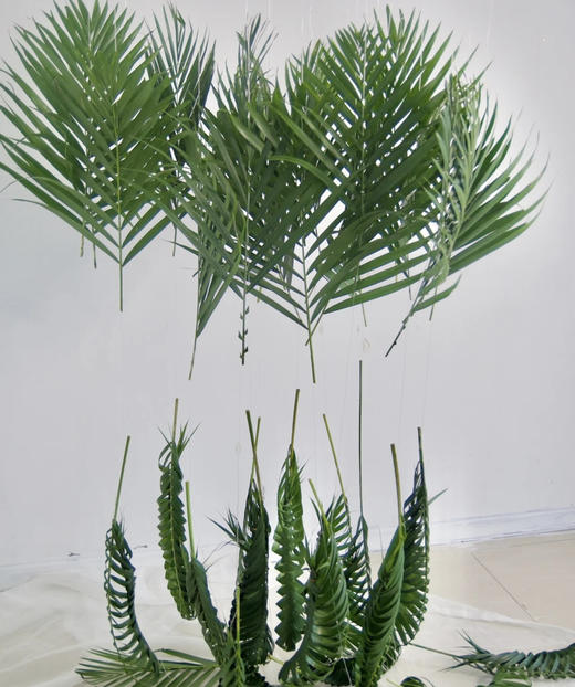 散尾  10支/扎 商品图1