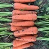 优选胡萝卜约350g 商品缩略图1