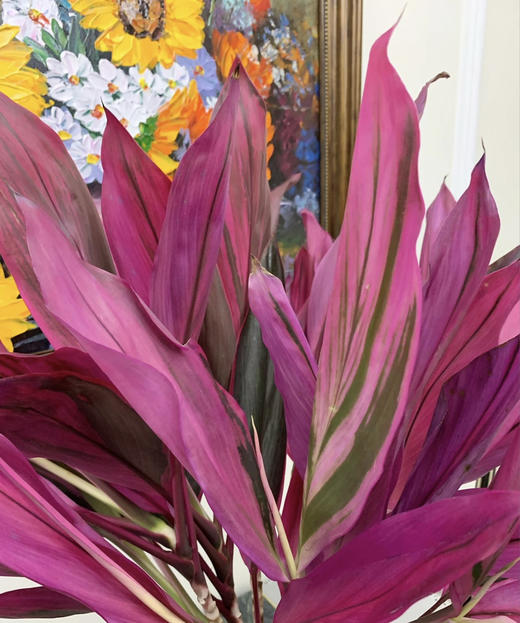 红铁【朱蕉叶】约9-10支/扎  约60公分 商品图2