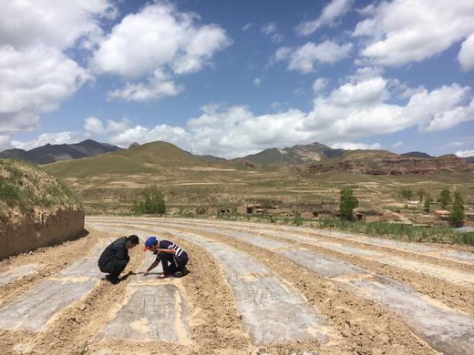 丨仿野生丨黄芪，当归，党参 收到请冷冻保存 商品图9