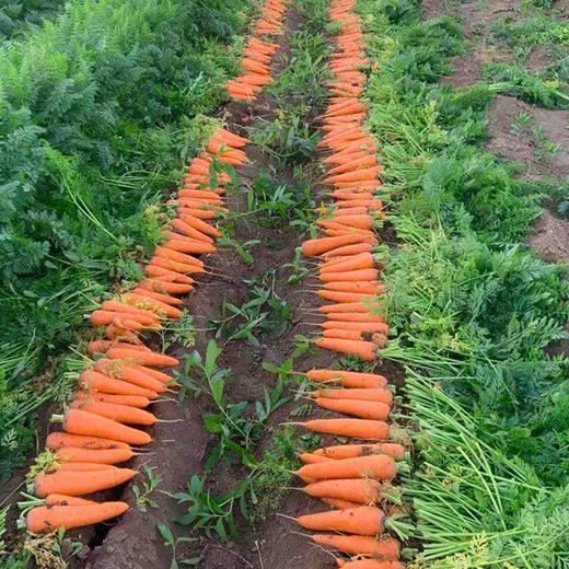 优选胡萝卜约350g 商品图2