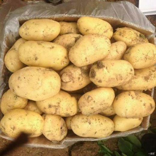 优选土豆约500g 商品图3