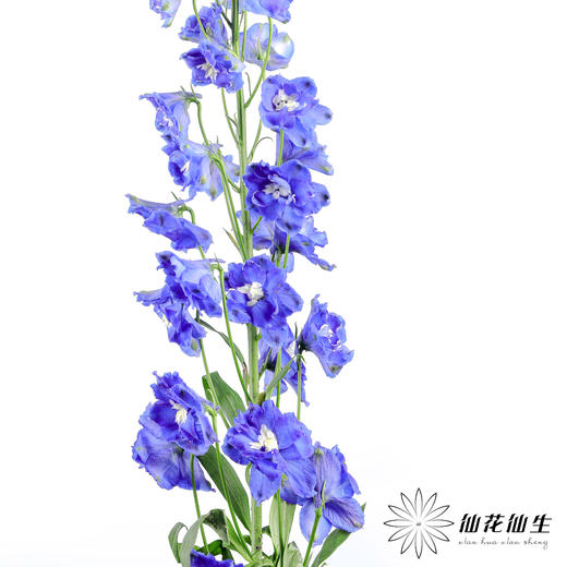 肯尼亚大飞燕 | 海军蓝 DELPHINIUM NAVY BLUE 商品图4