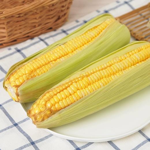 优选玉米2根 约500g 商品图3