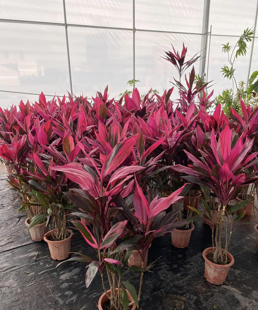 红铁【朱蕉叶】约9-10支/扎  约60公分 商品图6