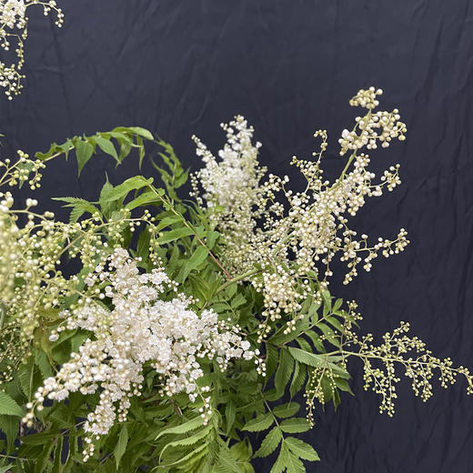 珍珠梅小众花材一扎3支 商品图3